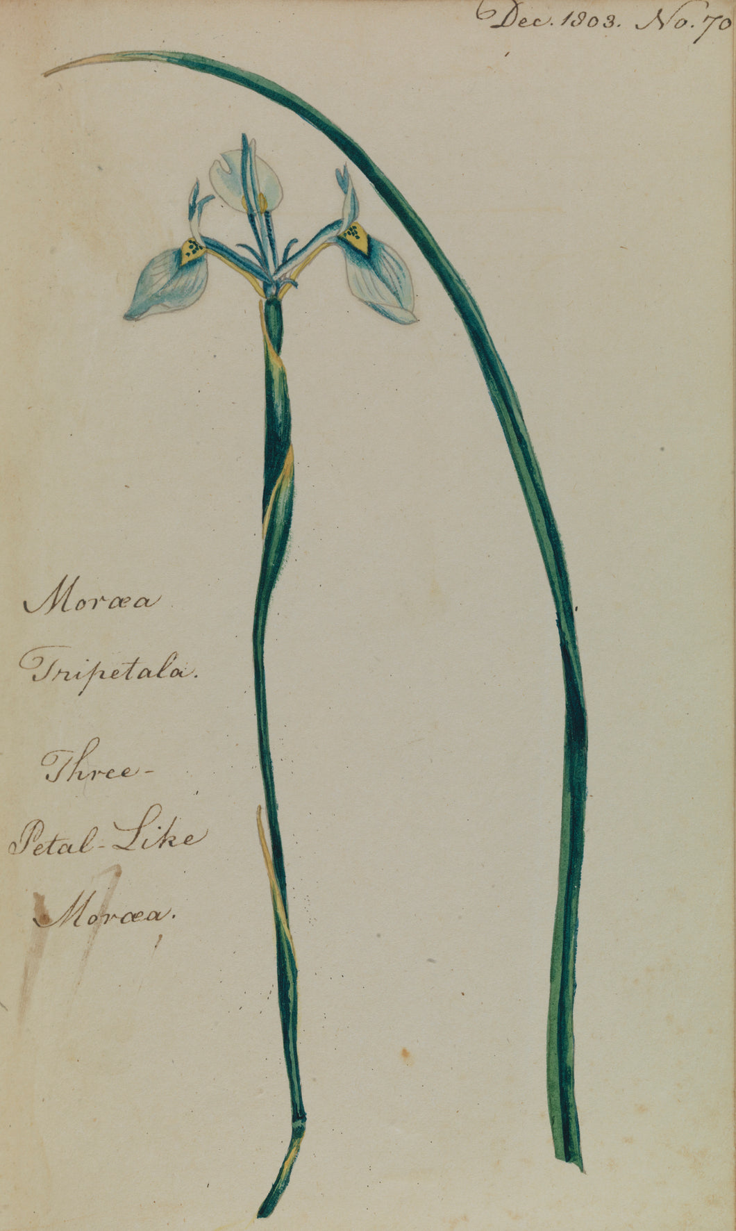 Three-petal-like Morea