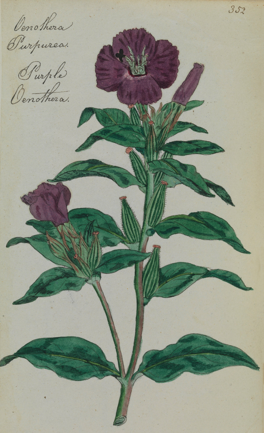 Purple Oenothera