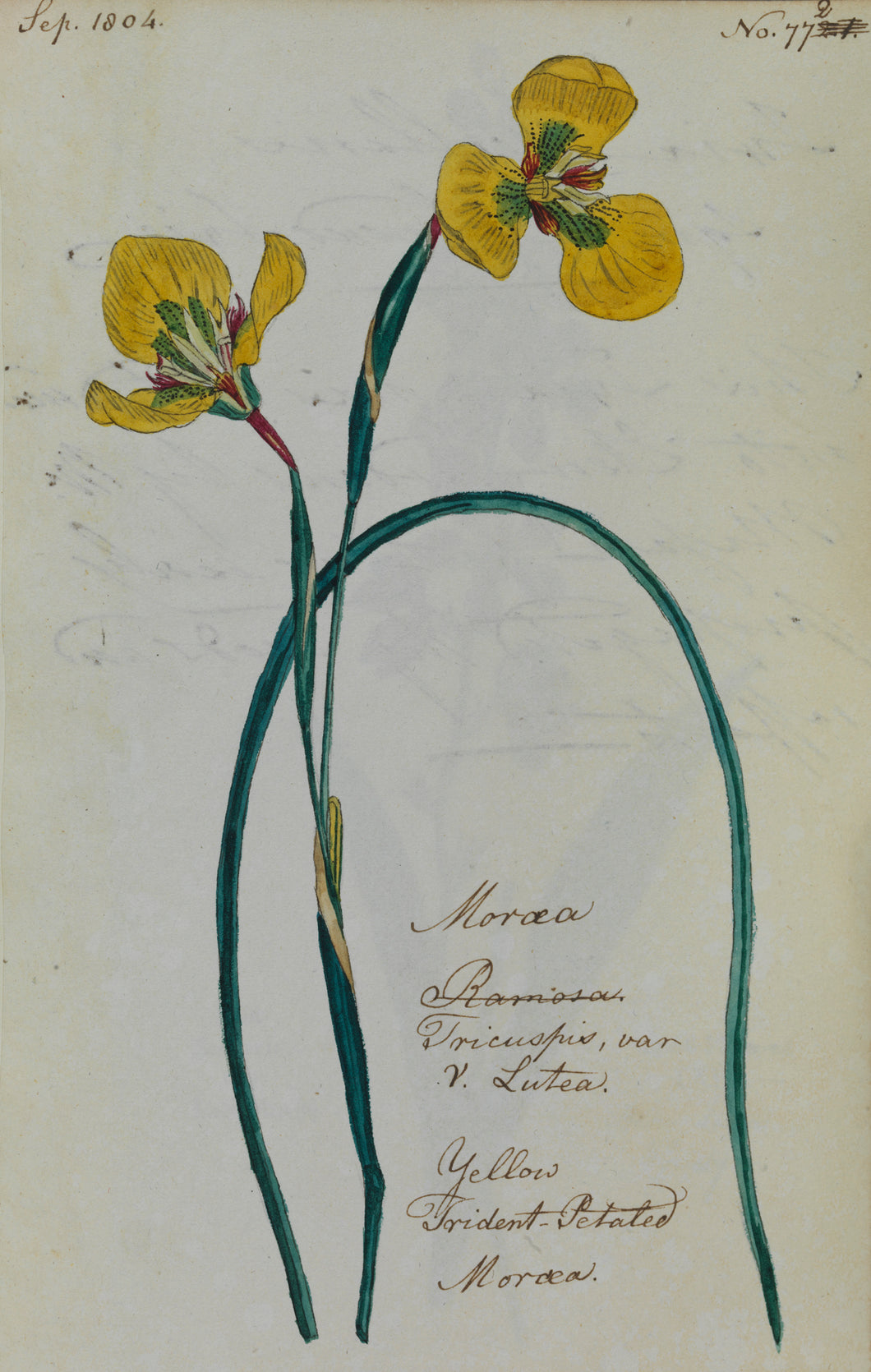 Yellow Trident-petaled Morea