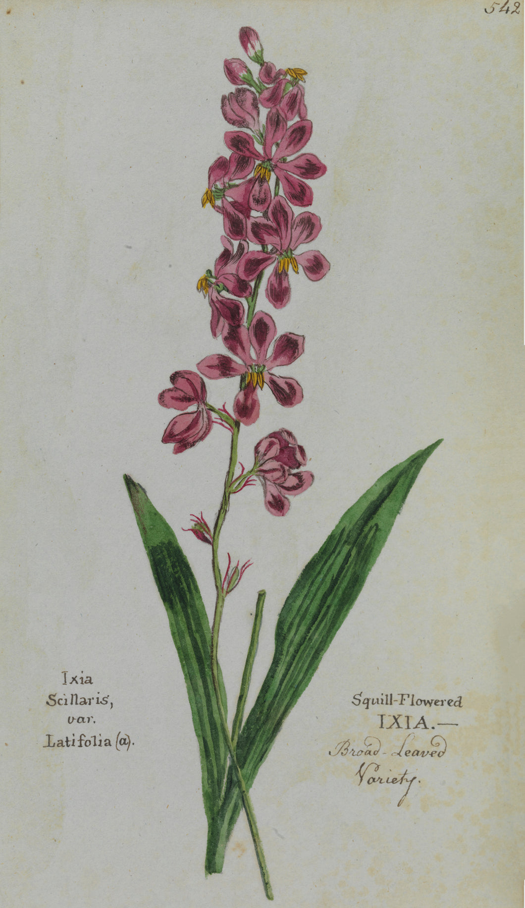 Squill-flowered Ixia