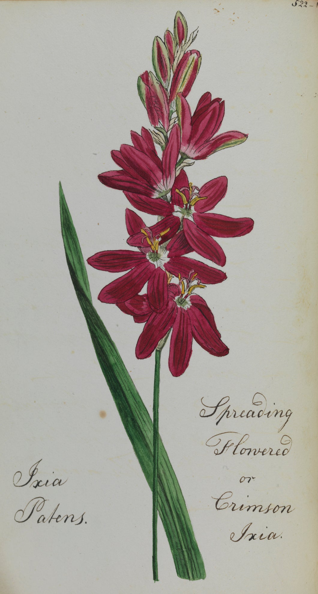 Crimson Ixia