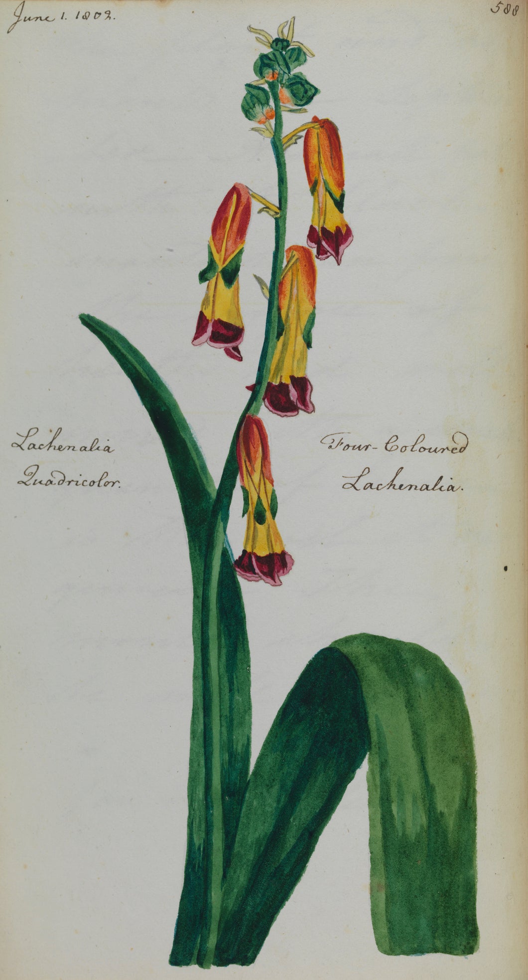 Four-coloured Lachenalia