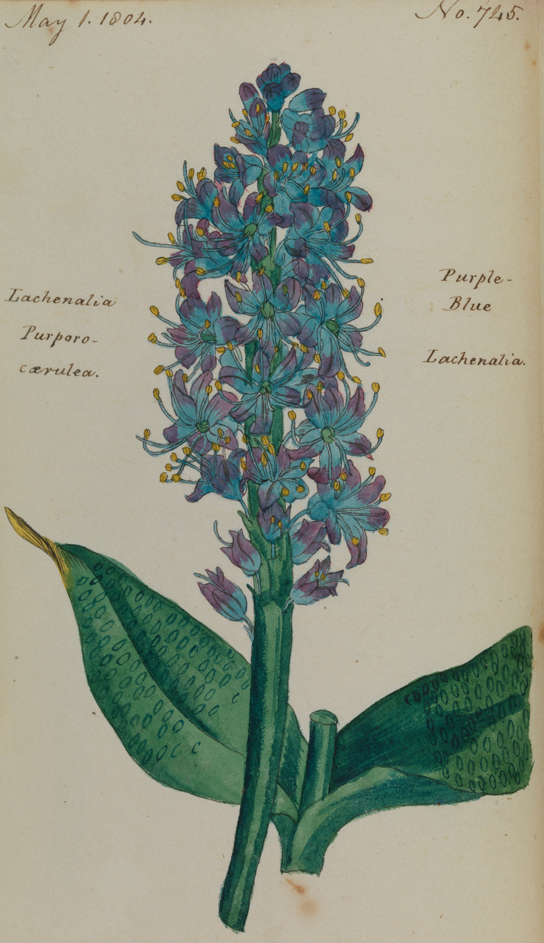 Purple-blue Lachenalia