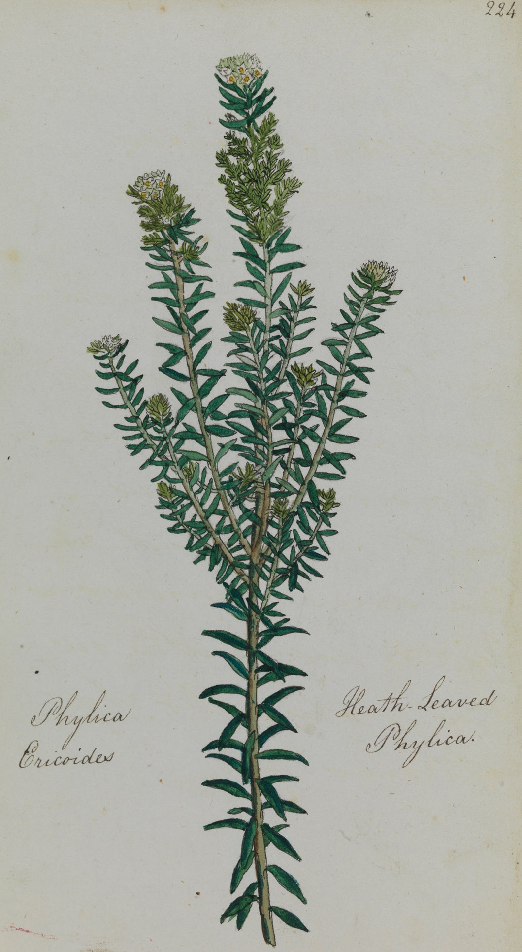 Heath-leaved Phylica