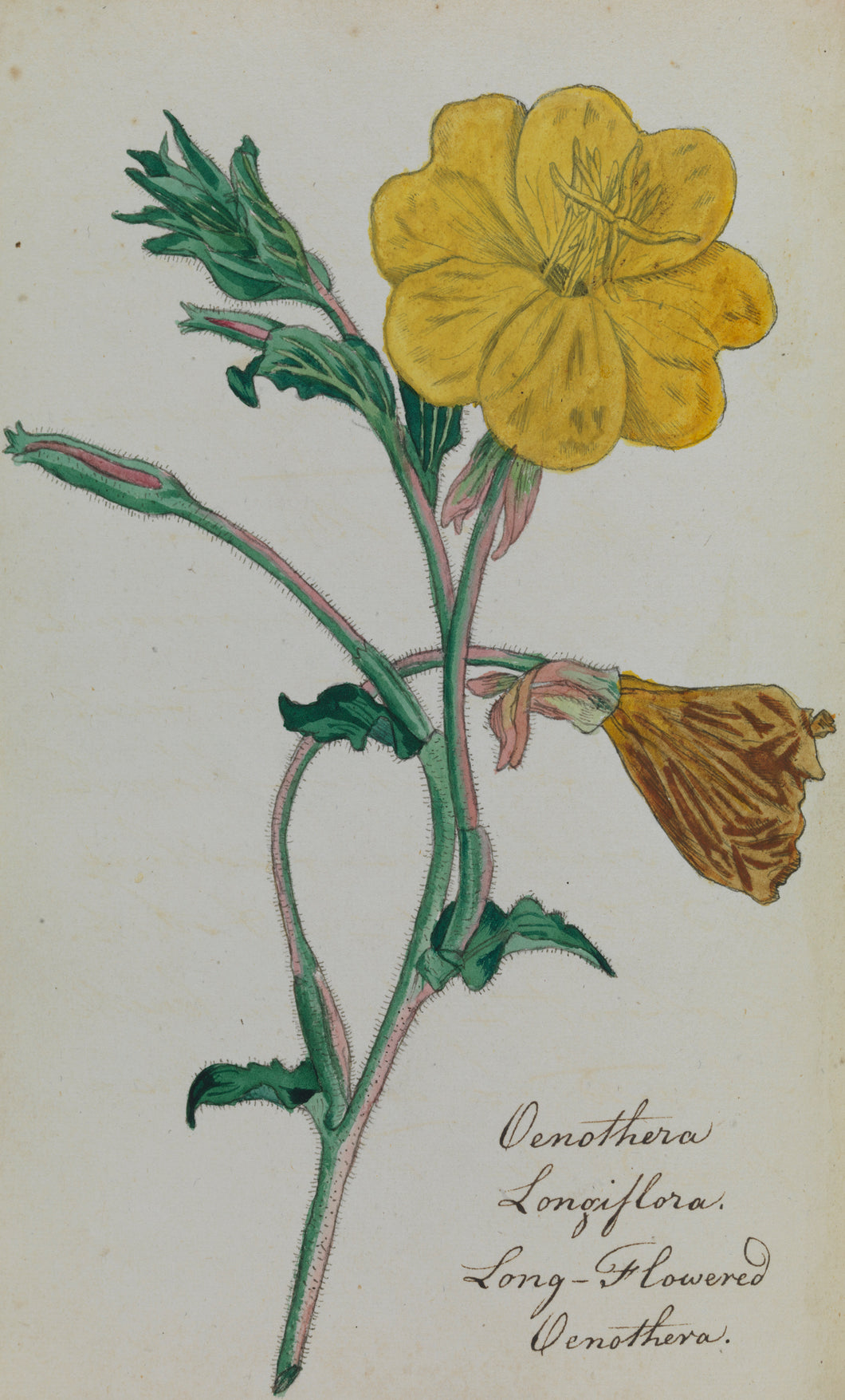 Long-flowered Oenothera
