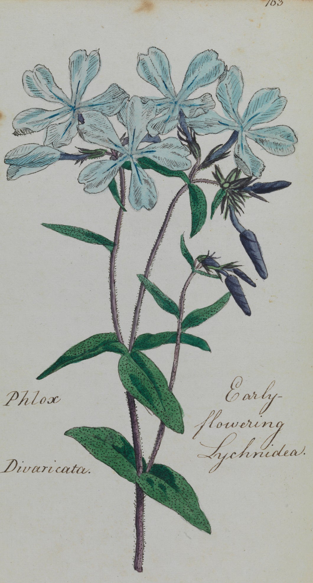 Early-flowering Lychnidea