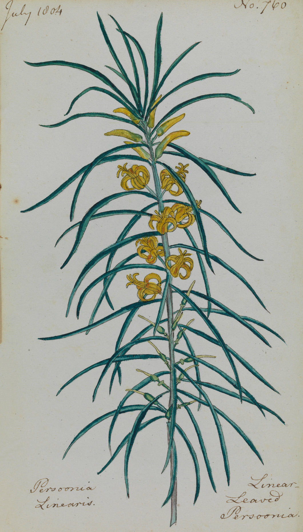 Linear-leaved Persoonia