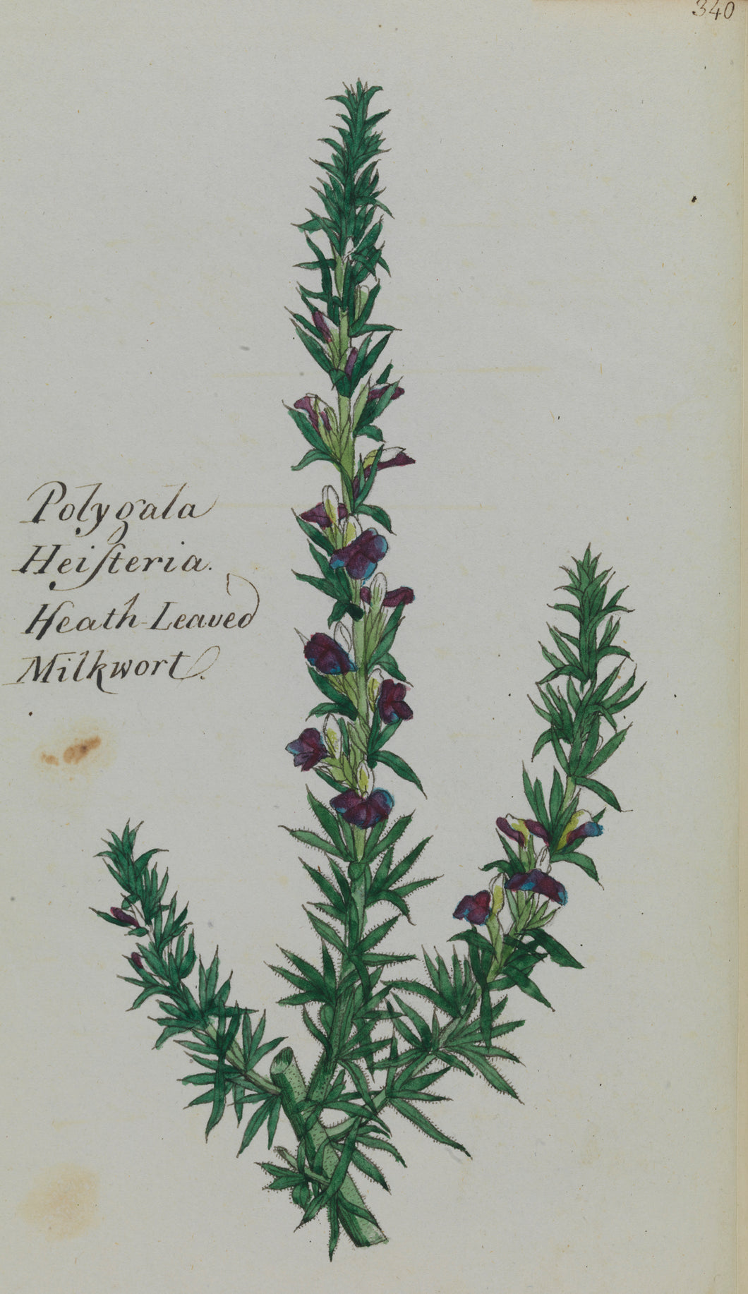 Heath-leaved Milkwort