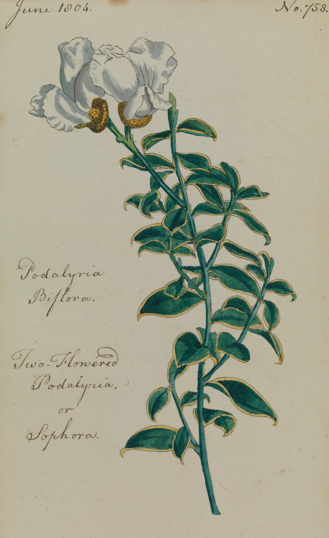 Two-flowered Podalyria
