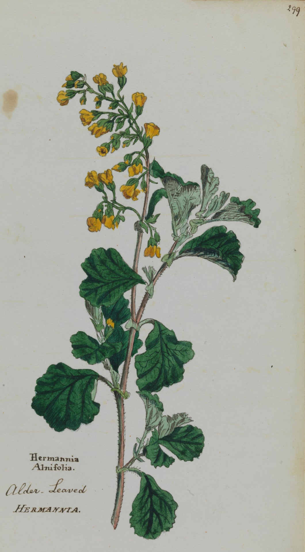 Alder-leaved Hermannia