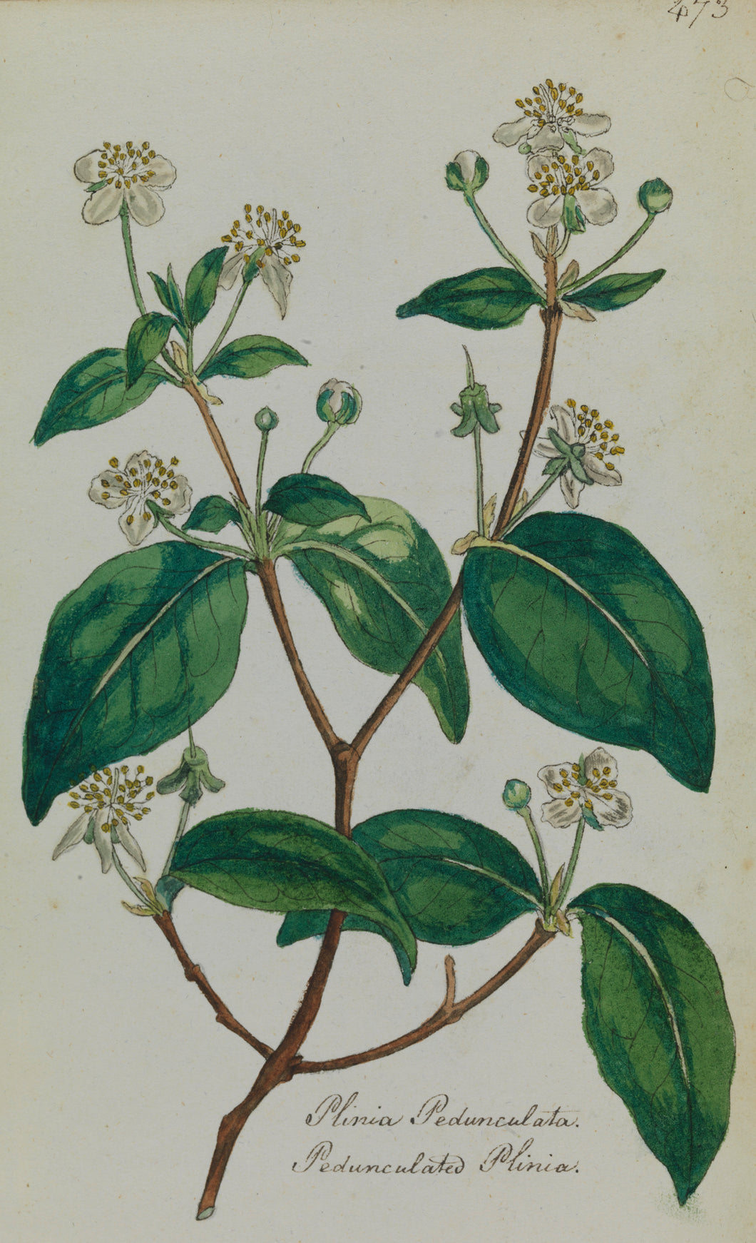 Plinia Pedunculata