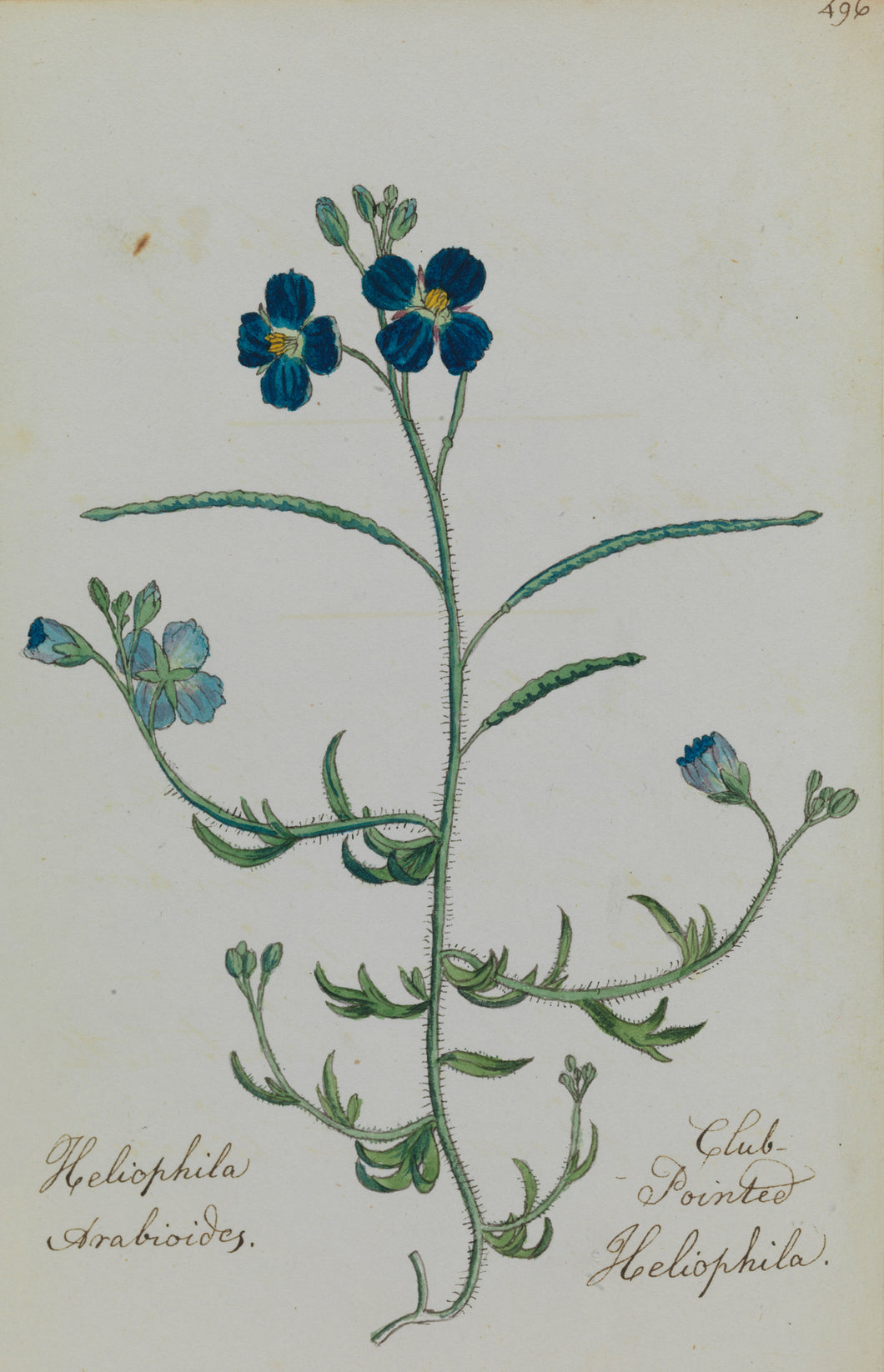Club-pointed Heliophila
