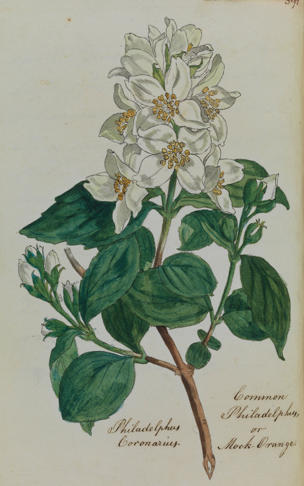 Mock Orange