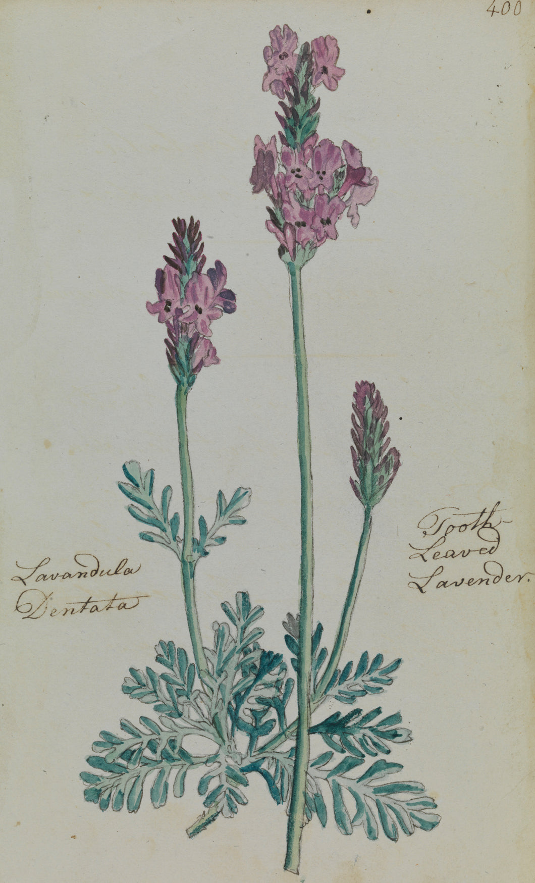 Tooth-leaved Lavender