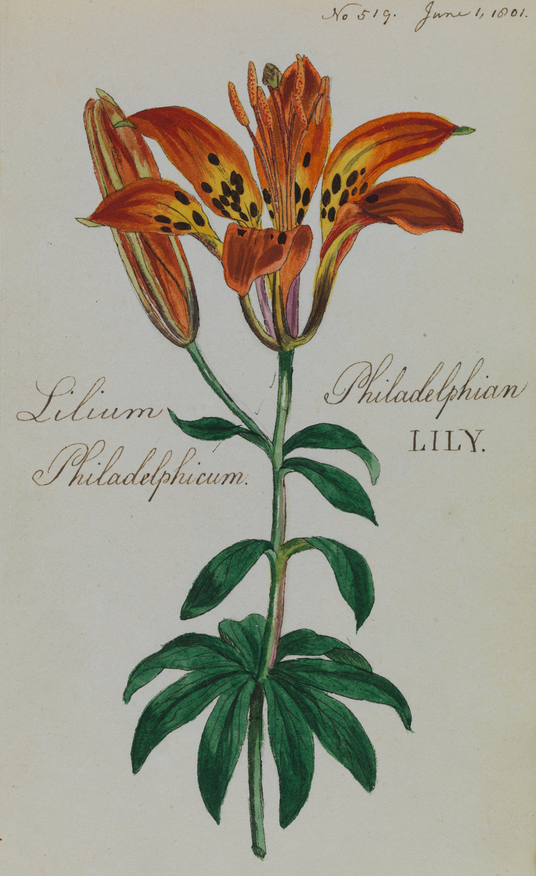 Philadelphian Lily