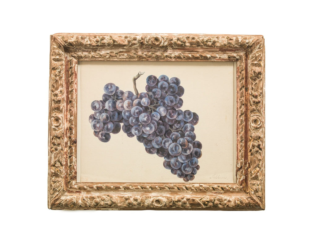 Study of Grapes