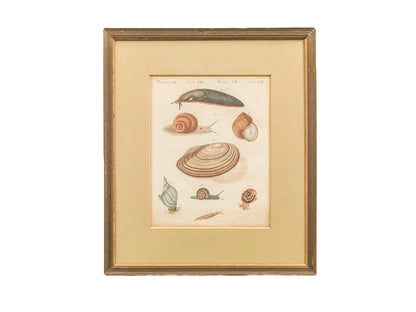 Fish and Mollusc Prints | Set of Two