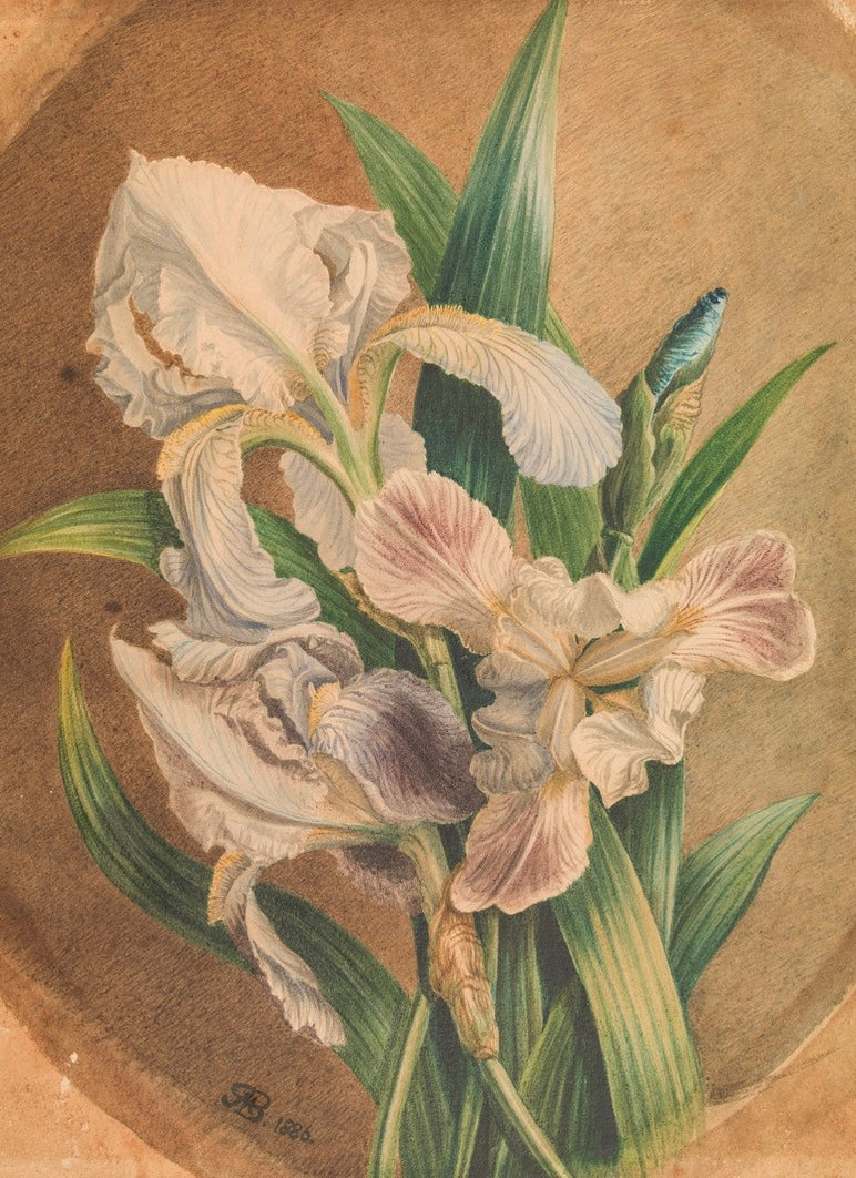 Iris Botanical Study