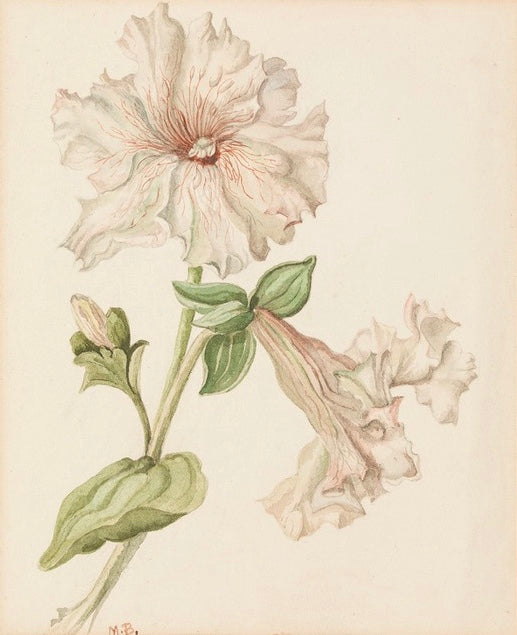 Botanical Study