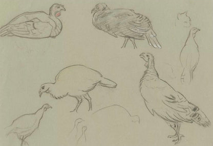 Study of Turkeys