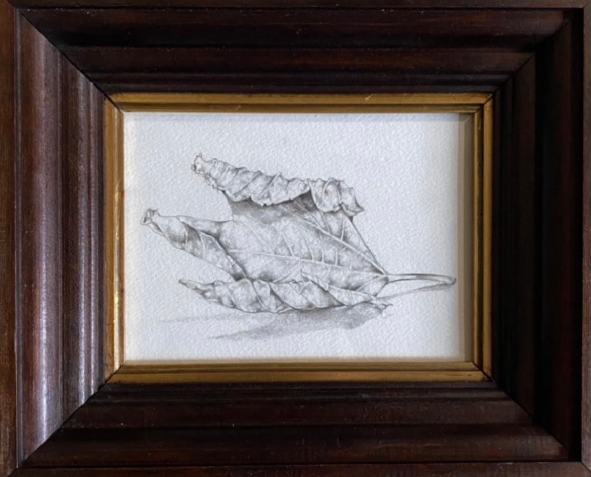 Study of a Leaf