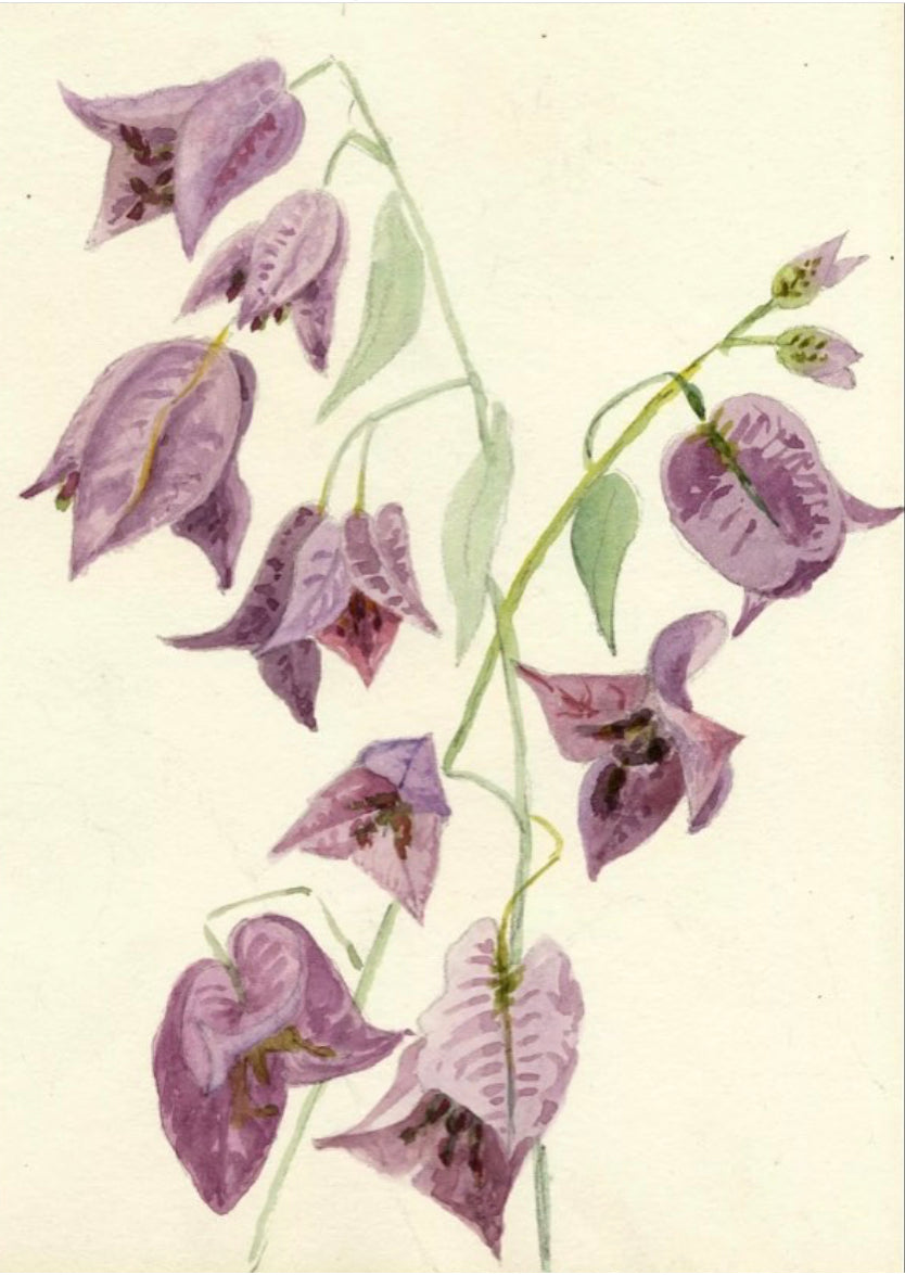 Study of Fritillaries