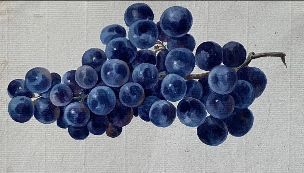 Study of Grapes