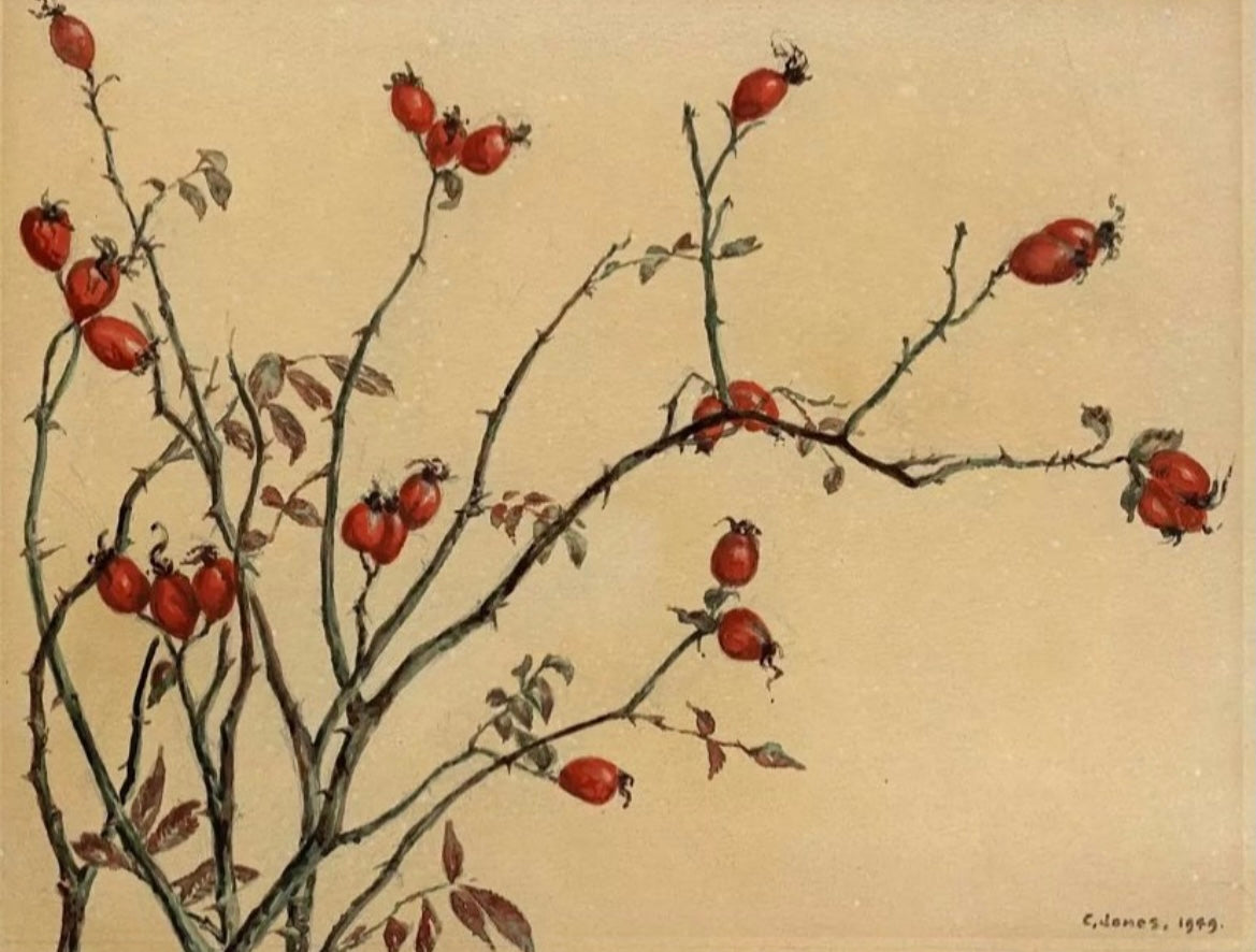 Rose Hip Plant Study