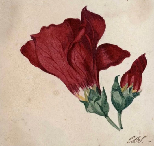 Still Life Floral Study