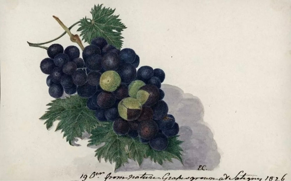 Grapes Study