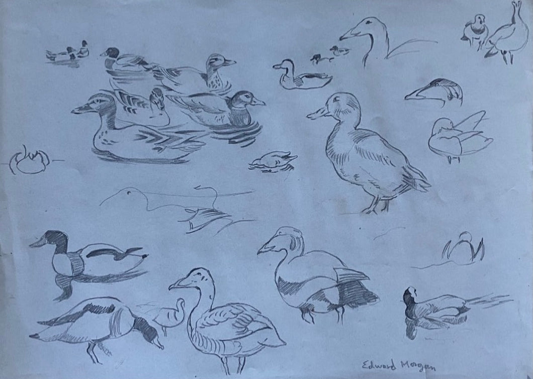 Study of Ducks