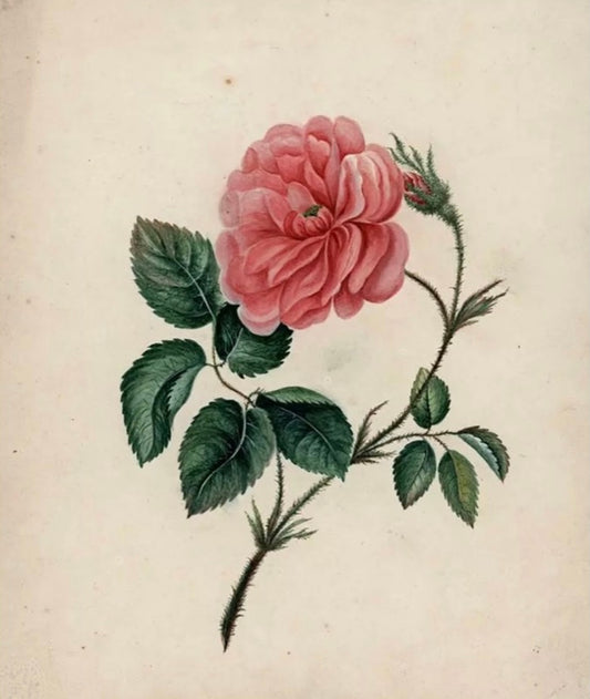 Botanical Still Life Flower Study