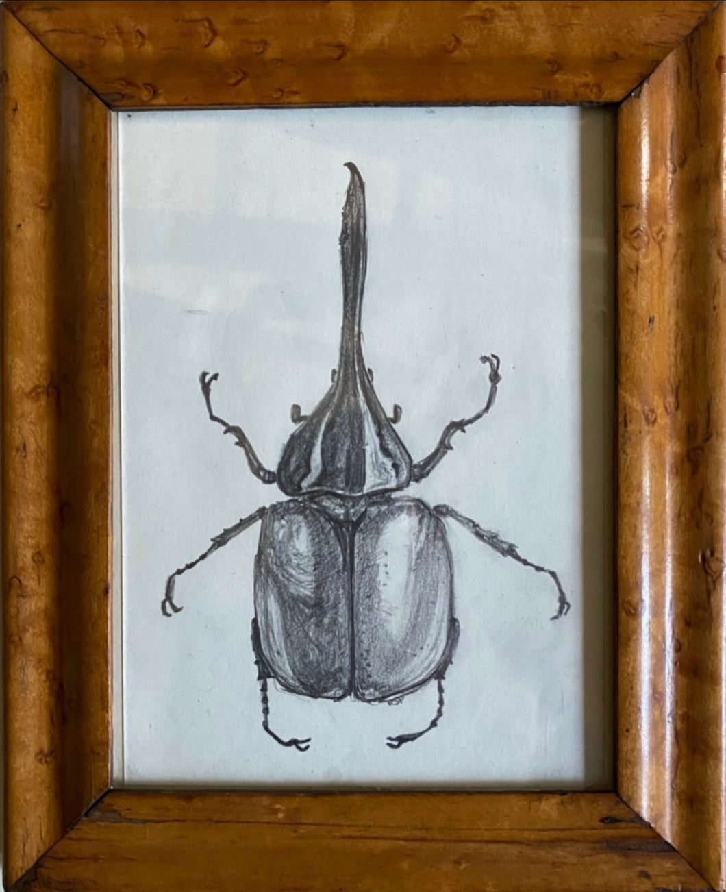 Study of a Beetle
